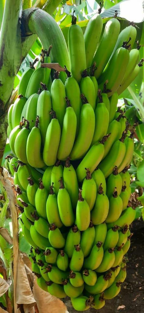 Indian Fresh Banana G9 - Agridisk