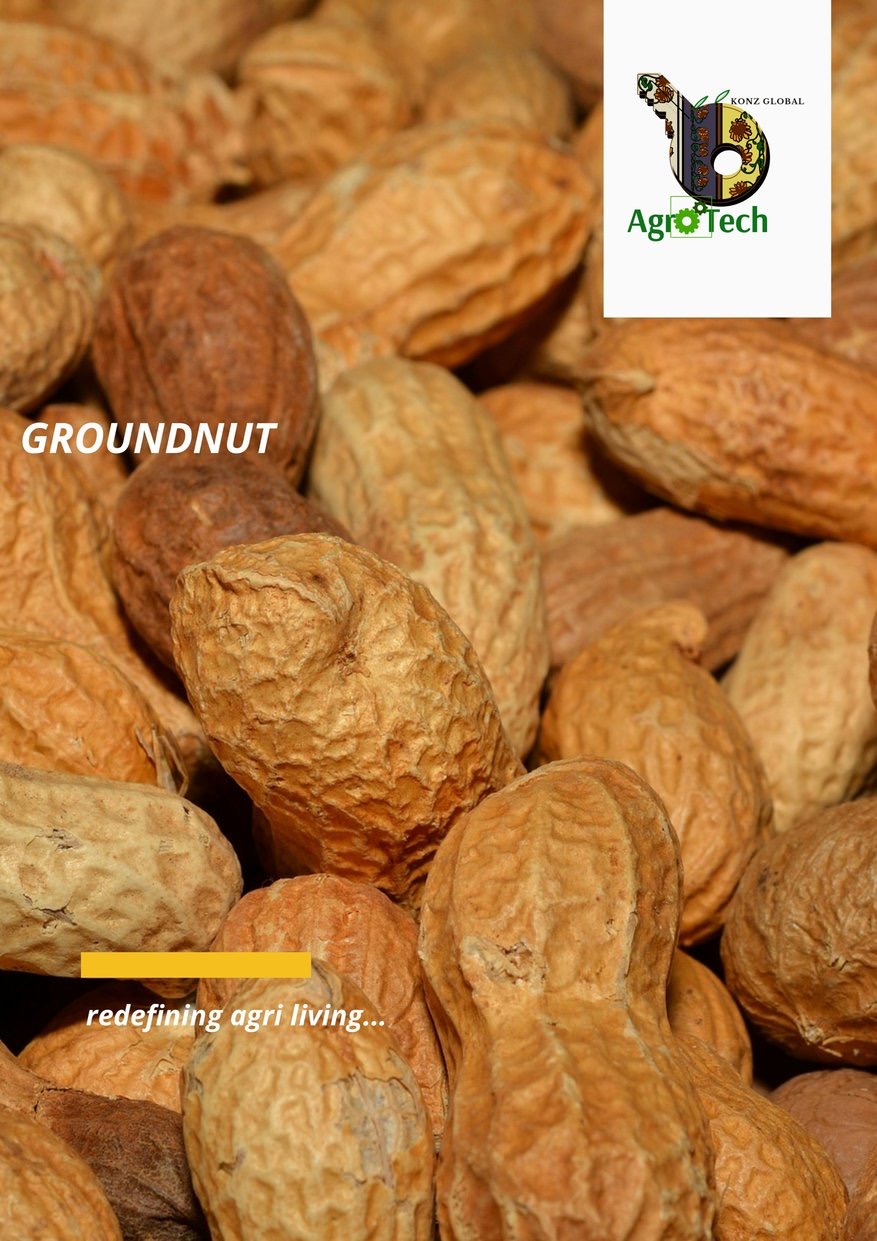 Groundnut