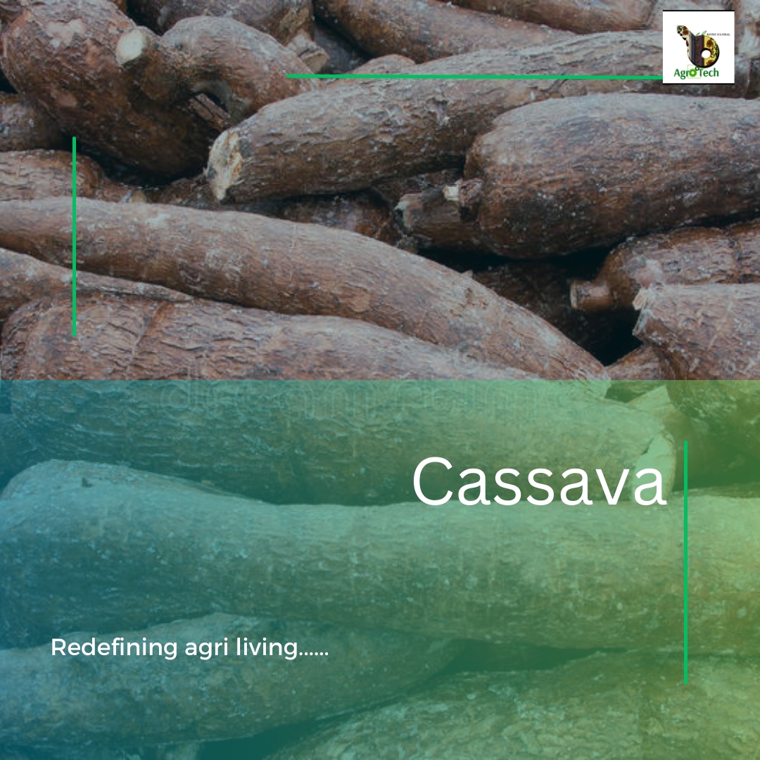 Cassava