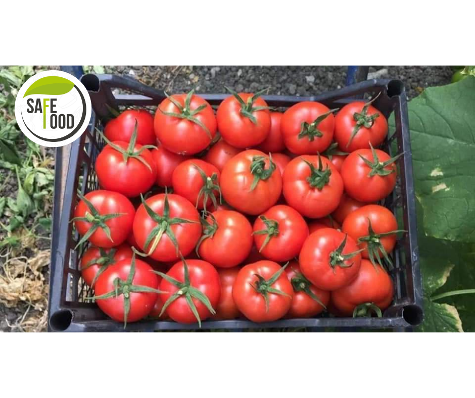 fresh tomatoes